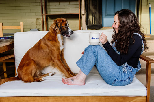 Eye-Conditions-in-Dogs-Symptoms-Care darwinspet