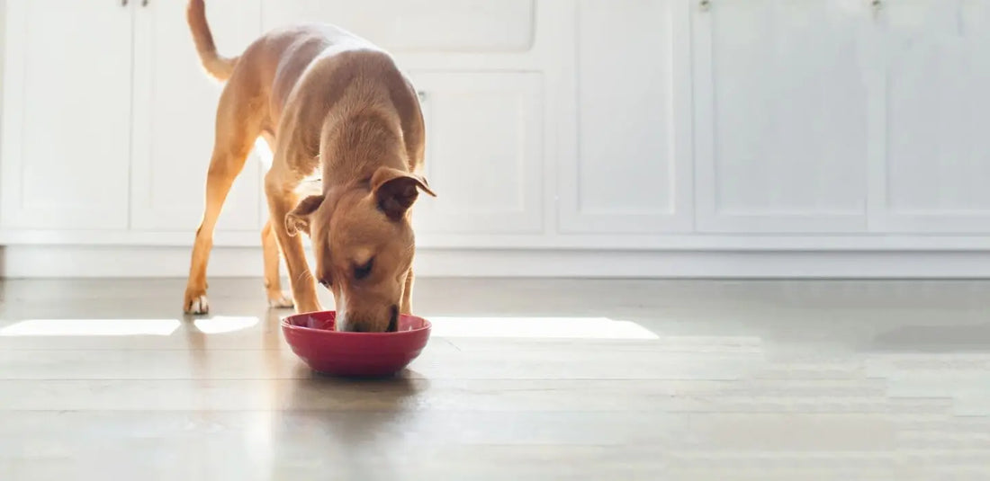 Feeding Chart For Dogs: A Complete Guide darwinspet