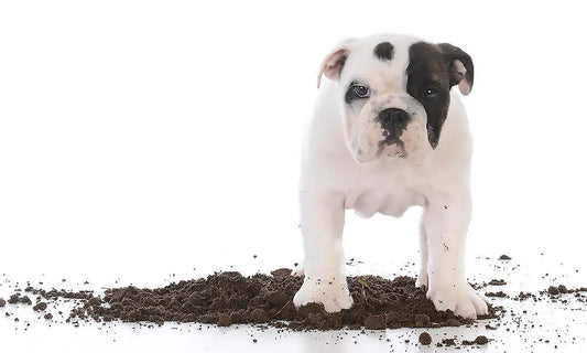 Fresh-Food-and-Good-Dirt-During-Early-Growth darwinspet