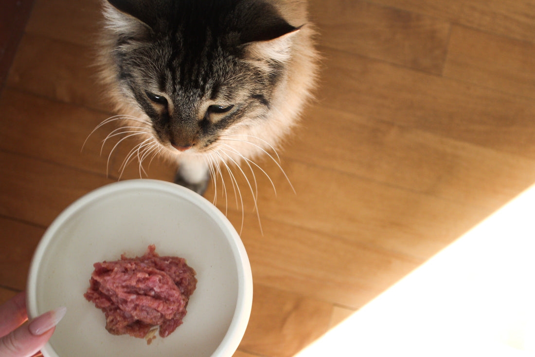 Complete Transition Guide for Cats