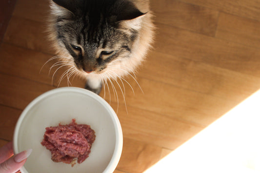 Complete Transition Guide for Cats