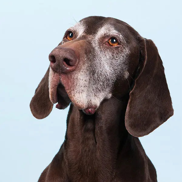 Getting an Old Dog to Eat darwinspet