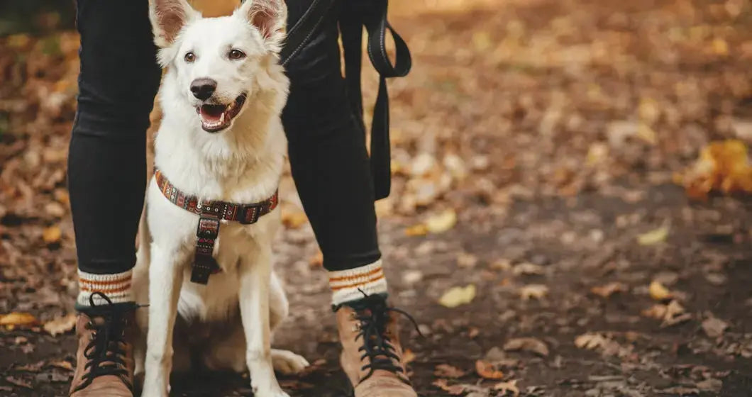 Good-Training-Treats-for-Dogs-What-Works-Best-Why darwinspet