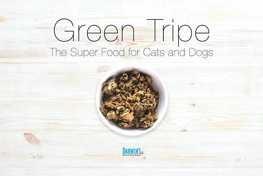 Green Tripe: The Superfood for Pets darwinspet