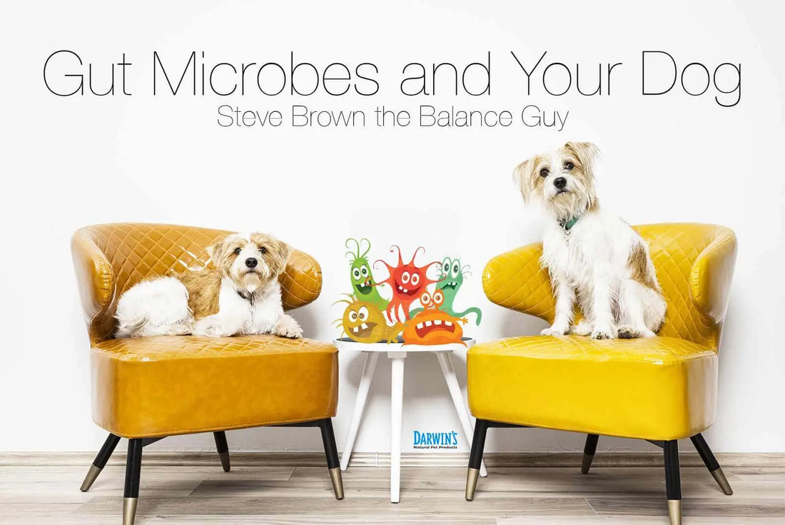 Gut Microbes and Your Dog darwinspet