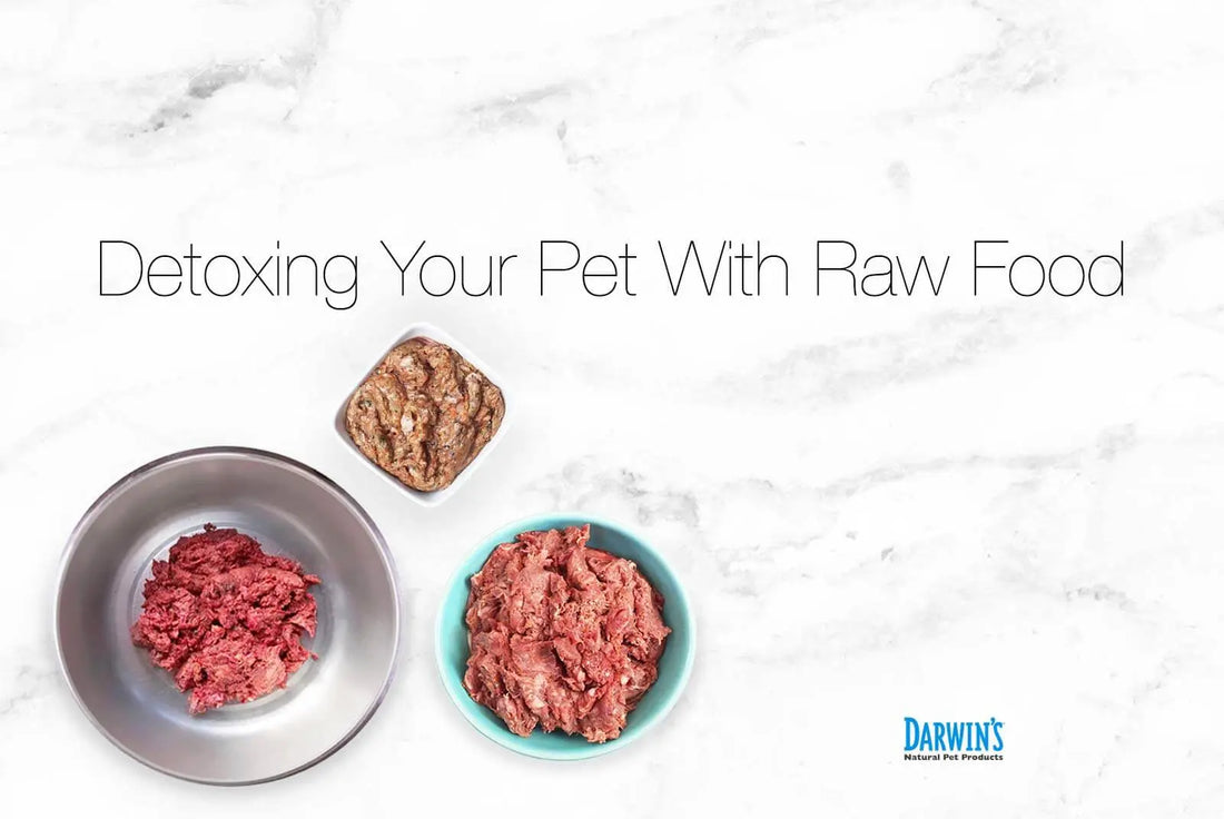 Helping Your Pets Detox darwinspet