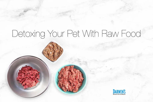 Helping Your Pets Detox darwinspet