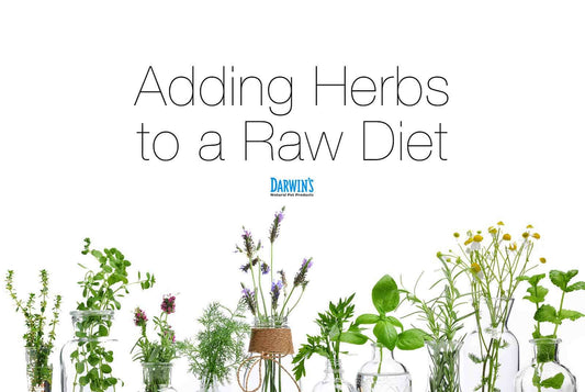 Herbs and Raw Fed Dogs darwinspet