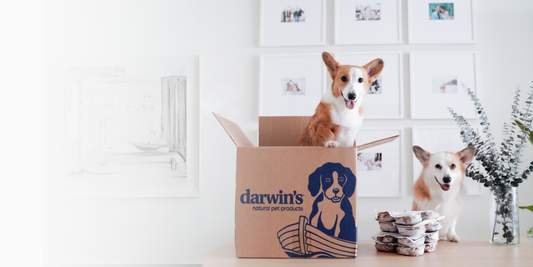 Can Dogs Eat Cat Treats? Unpacking the Facts