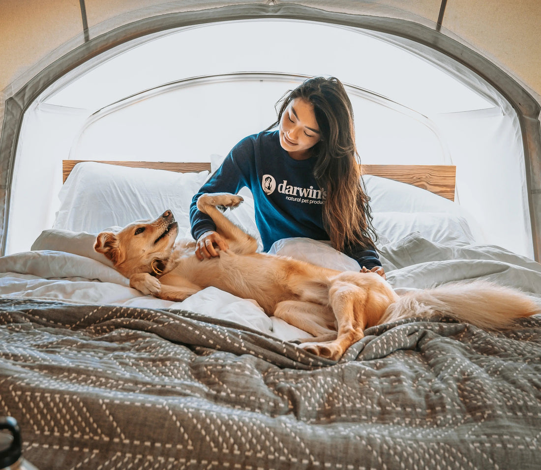 How-Dog-Food-for-Urinary-Issues-Can-Help darwinspet