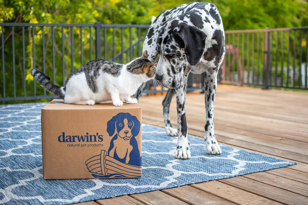How To Introduce A Kitten To A Dog In 4 Ways Darwin s How to introduce a kitten to a dog in 4 ways darwin s