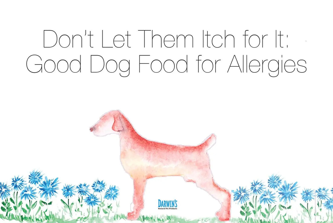 How to Choose the Best Hypoallergenic Dog Food for Allergies darwinspet