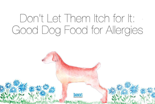 How to Choose the Best Hypoallergenic Dog Food for Allergies darwinspet