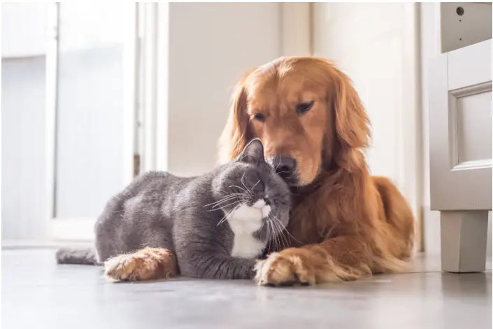 How to Exercise Your Cat in 4 Ways darwinspet