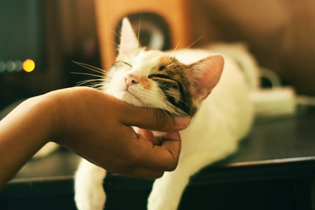 How to Manage Cats with Asthma darwinspet