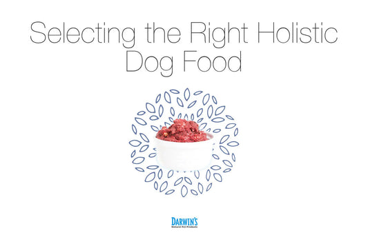 How to Select the Best Holistic Dog Food darwinspet