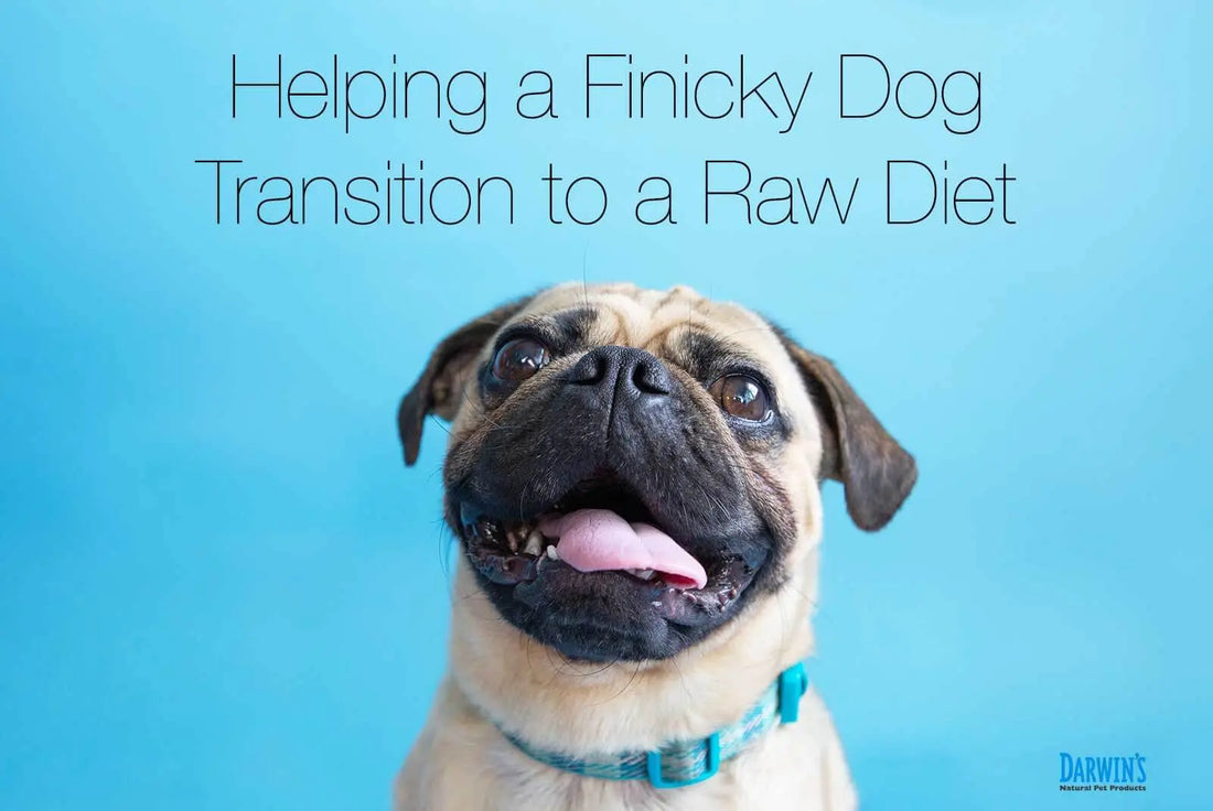 How to Transition Your Dog to a Raw Diet darwinspet