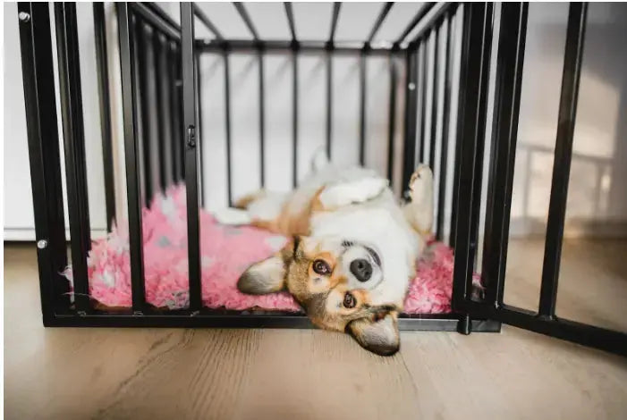 How-to-Use-Dog-Treats-for-Training-Like-a-Pro darwinspet