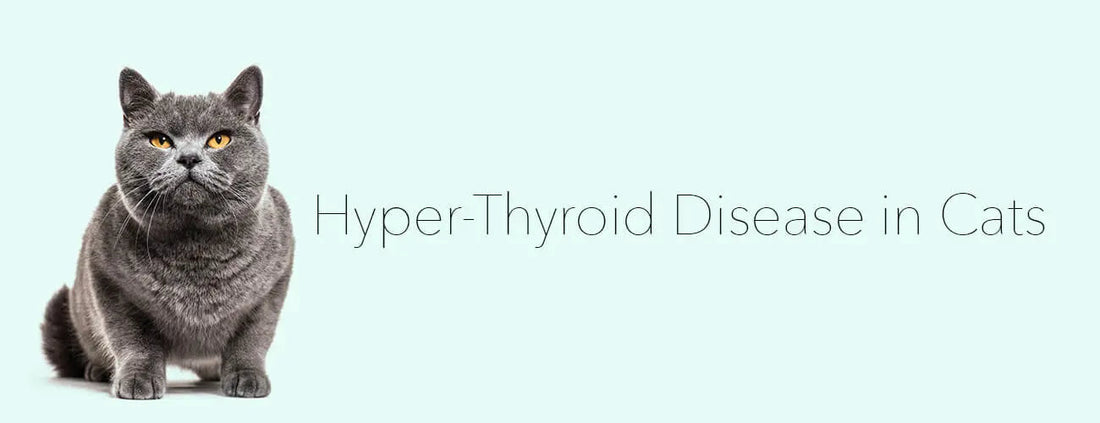 Hyper-Thyroid Disease in Cats darwinspet