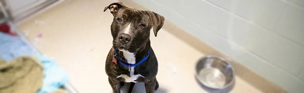 Inflammatory-Bowel-Disease darwinspet