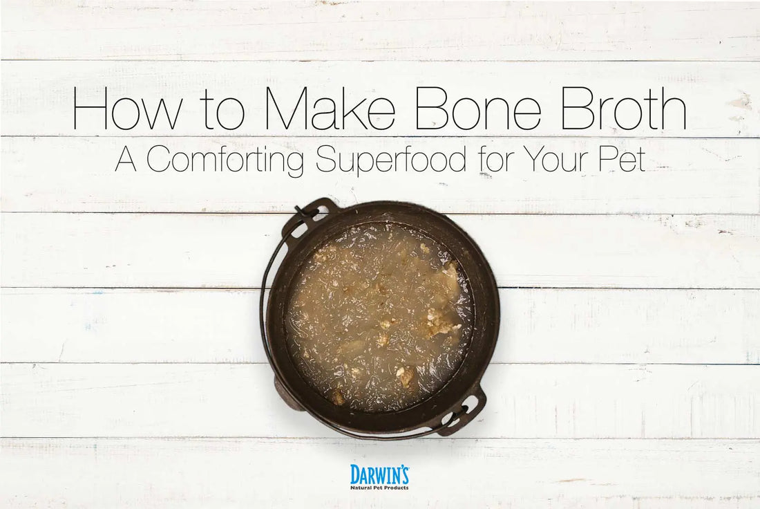 Is Bone Broth Good for Dogs? darwinspet