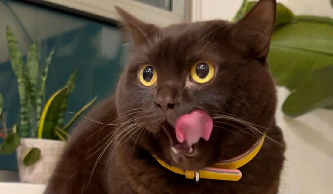 Is Rabbit Good for Cats? Benefits, Risks & How to Feed It Safely darwinspet
