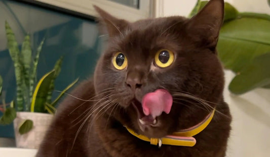 Is Rabbit Good for Cats? Benefits, Risks & How to Feed It Safely darwinspet