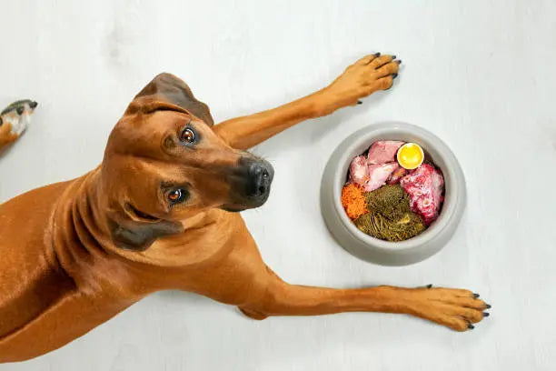 Is-Raw-Chicken-Good-for-Dogs-Benefits-Risks-More darwinspet