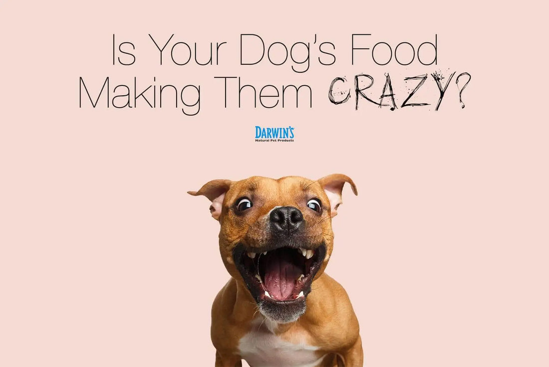 Is Your Dog’s Diet Making Them Crazy? darwinspet