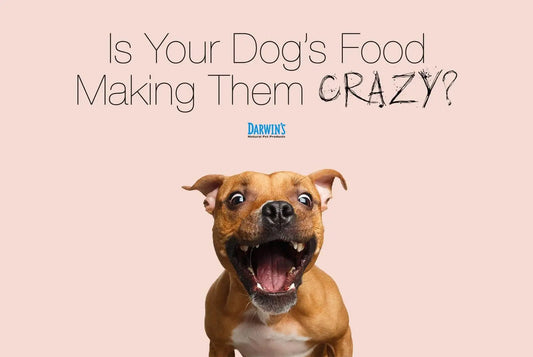 Is Your Dog’s Diet Making Them Crazy? darwinspet