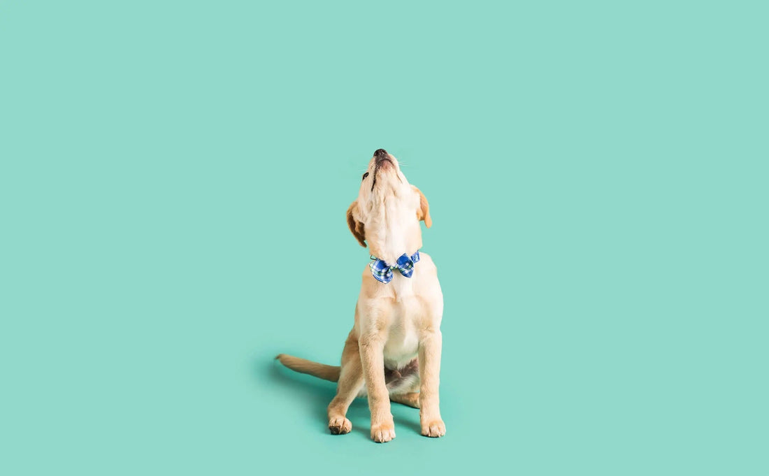 Is-a-Raw-Puppy-Food-Diet-Right-for-Your-Pet darwinspet
