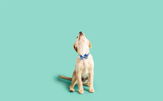 Is-a-Raw-Puppy-Food-Diet-Right-for-Your-Pet darwinspet
