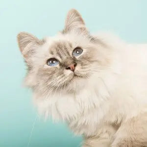 Kidney Disease in Cats: How to Treat It darwinspet