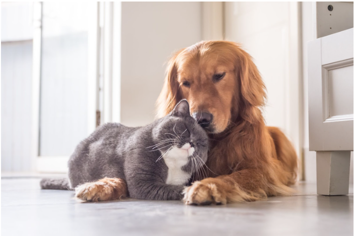 How-To-Introduce-A-Kitten-To-A-Dog-In-4-Ways darwinspet