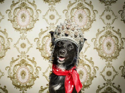 Lavish Your Dog with Healthy Balanced Fats darwinspet