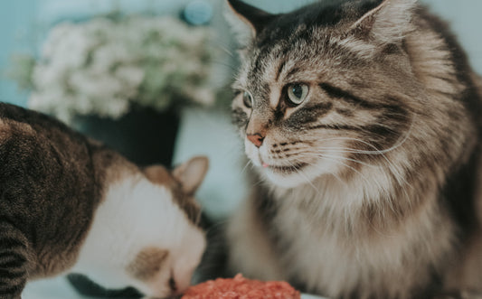 Cats & Fish: To Feed or Not To Feed