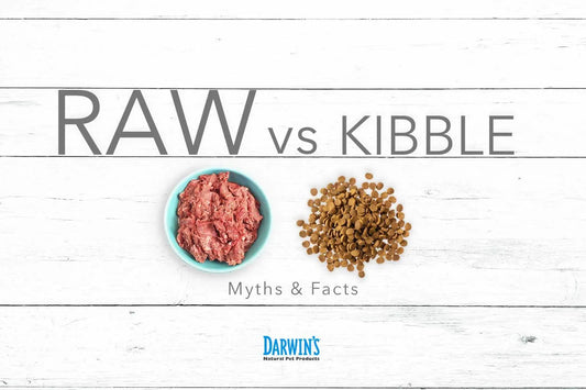 Myths About Kibble and Raw darwinspet