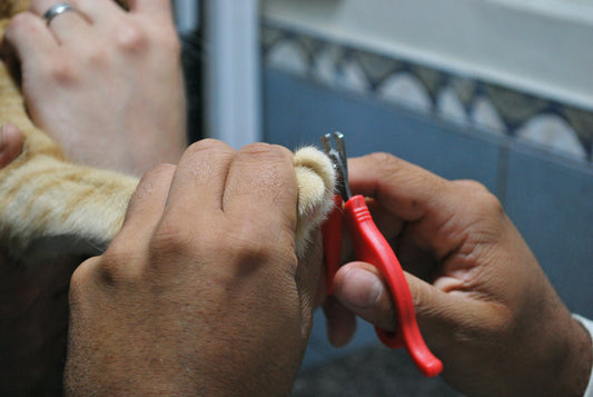 Navigating Vet Costs: What to Expect and How to Prepare darwinspet