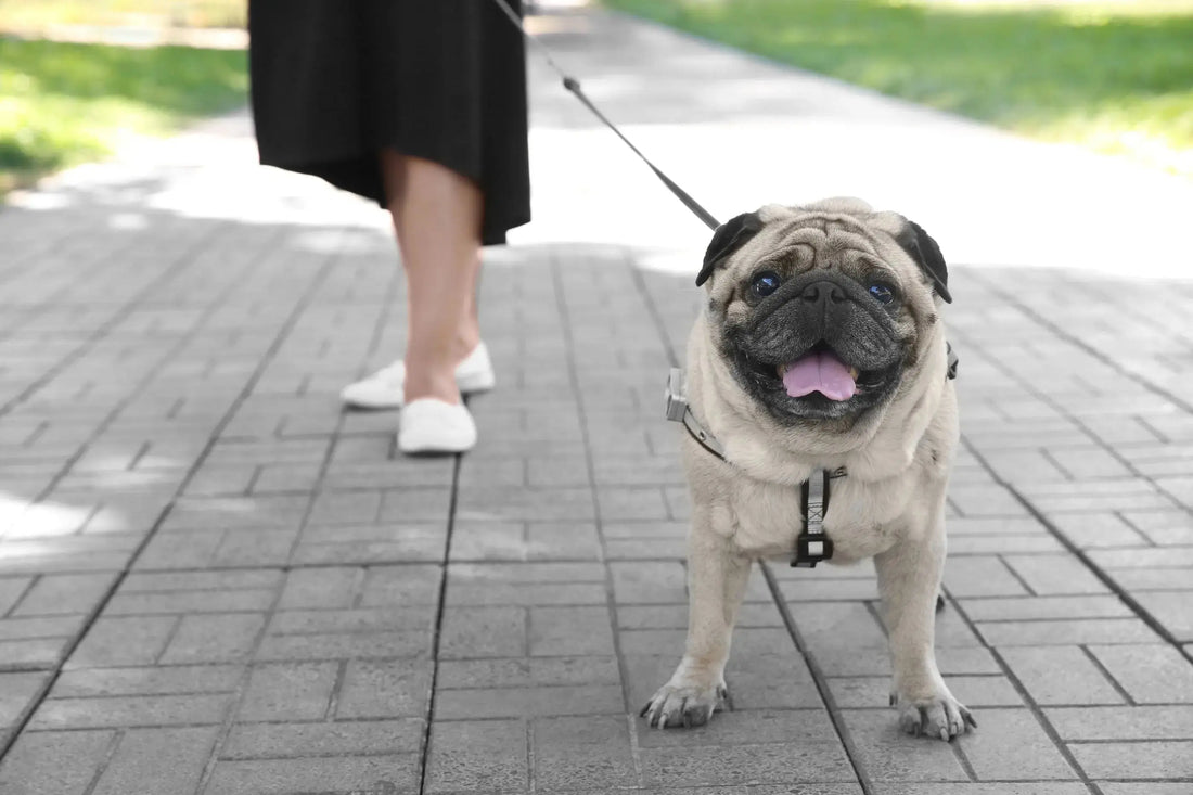 Overfeeding Dog: How Much Is Too Much & What To Do darwinspet