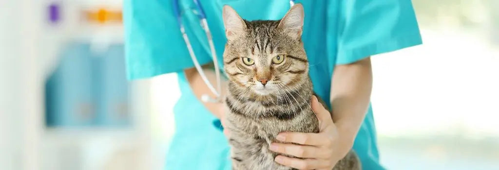 Raw-Diets-for-Cats-With-IBD darwinspet