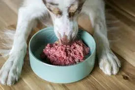 Raw Food Diet for Dogs - Darwin's