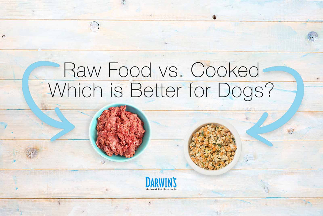 Raw or Cooked Meat for Dogs: A Guide darwinspet