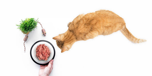 Best Protein for Cats: What Your Feline Needs