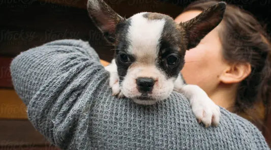 Separation Anxiety in Dogs: Tips & Treatments darwinspet