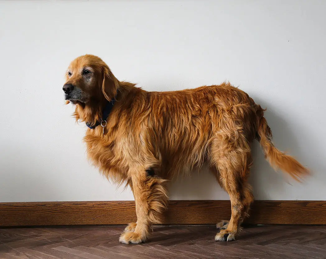 Signs Your Dog Is Sick darwinspet