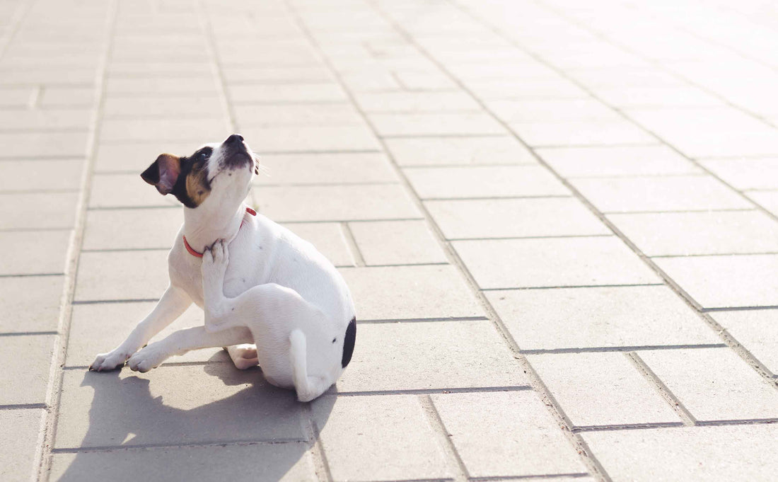 The Power of Limited Ingredient Dog Food for Allergies, Itchy Skin, and Sensitive Stomachs darwinspet