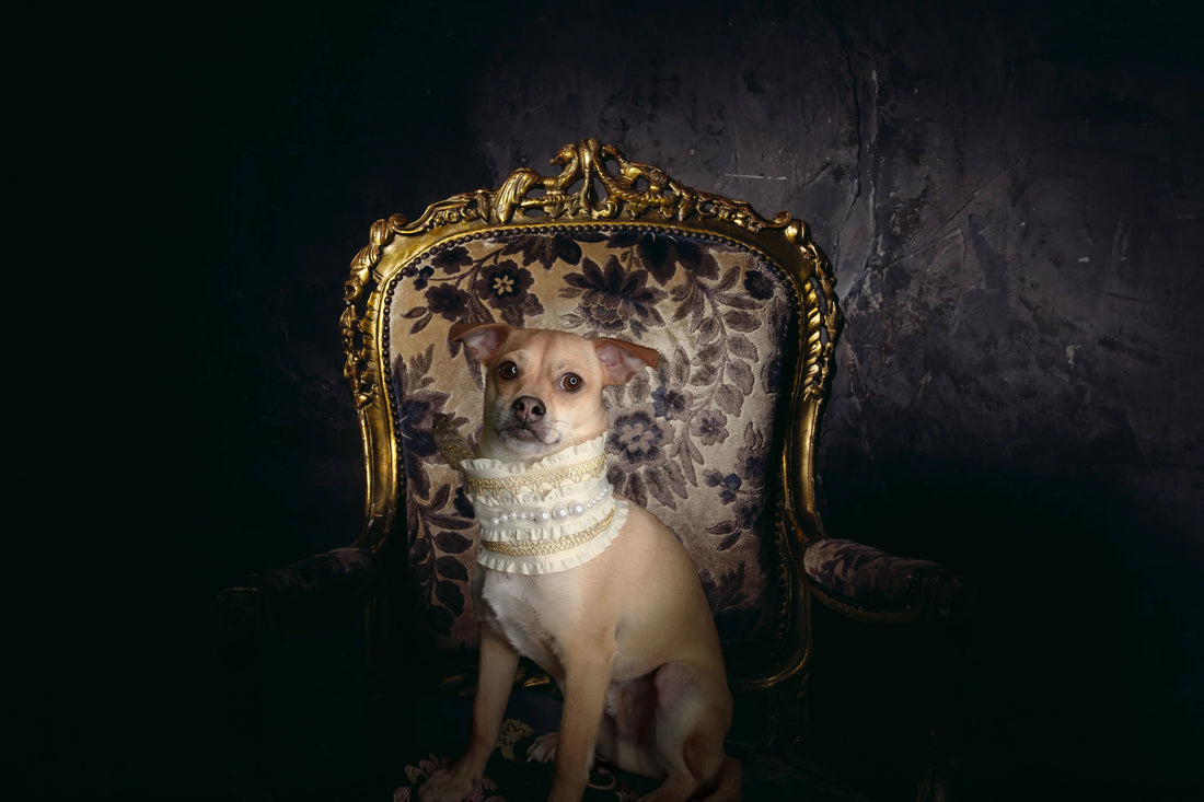 Tips for Understanding Your Dog’s Body Language darwinspet