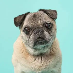 Transitioning Dogs with Health Issues darwinspet