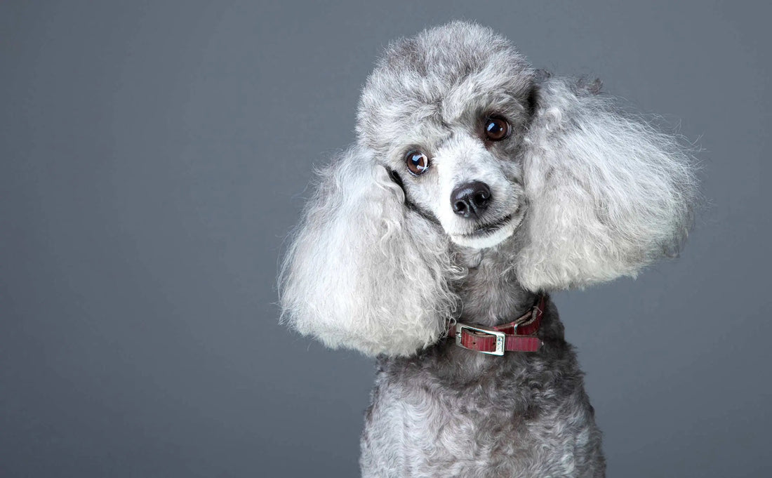 Treating Cushing’s Disease in Dogs — Diets, Natural Remedies, and Medicines darwinspet