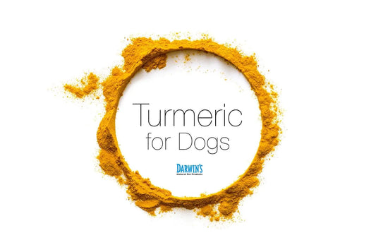 Turmeric for Dogs darwinspet